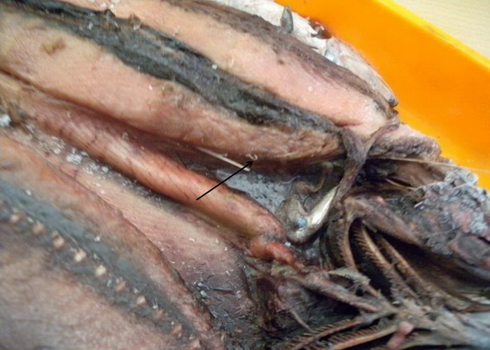 Ikan  sebagai Pangan 5 Hati hati Ada Potensi Bahaya   Ikan  sebagai Pangan 5 Hati hati Ada Potensi Bahaya