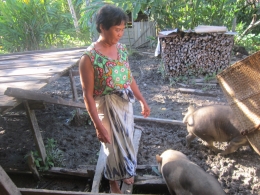 Hewan ternak (babi) yang bebas berkeliaran dijalan dan halaman rumah