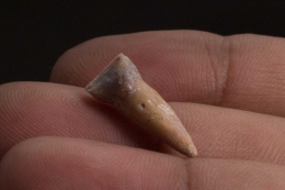 Temuan terbaru berupa gigi manusia kedil Flores. Sumber: ABC, Kinaz Riza/Nature 