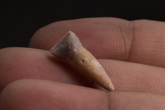 Temuan terbaru berupa gigi manusia kedil Flores. Sumber: ABC, Kinaz Riza/Nature