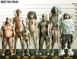 Perbandingan ukuran tubuh manusia kerdil Flores (homo Floresiensis) dengan spesies lainnya. Sumber: sososciencedotcom1.files.wordpress.com