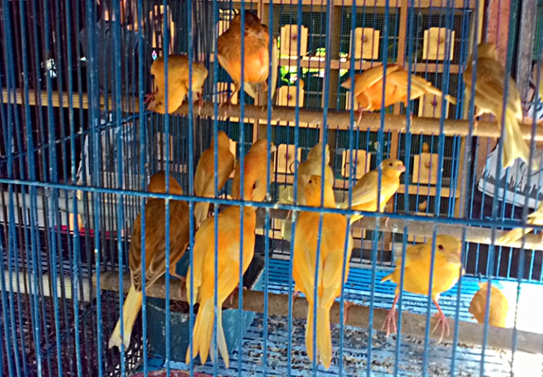 Taris Pratama Lirik Peluang Tren Burung Hias Seiring Kilau Akik Yang Memudar Kompasiana Com