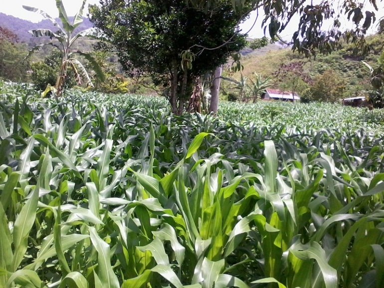 Beberapa Petani mulai membudidayakan Jagung (Dokpri)