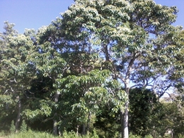 Pohon Kemiri sudah mulai dirawat kembali (Dokpri)
