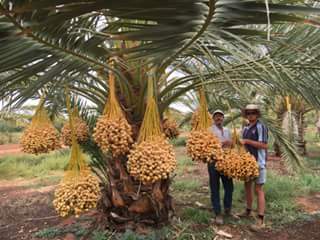 Kurma bahree di Aussie