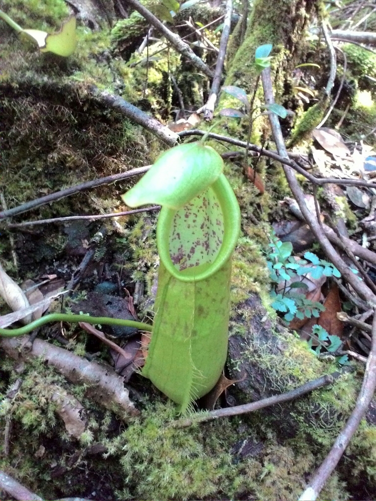 Mengenal Tanaman Carnivora yang Khas dan Cantik Asal Mengenal Tanaman Carnivora yang Khas dan Cantik Asal