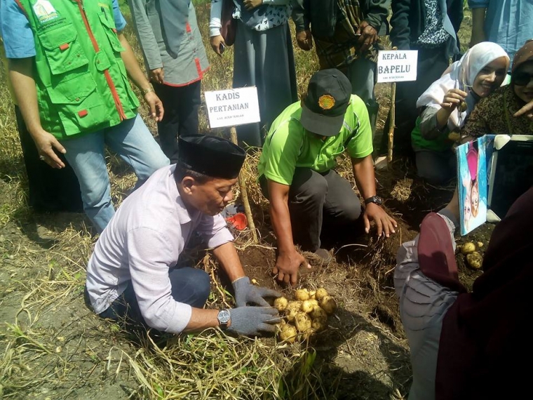 Kol Jumbo Hasil Budidaya Kelompok Tani di Gayo Kol Jumbo Hasil Budidaya Kelompok Tani di Gayo