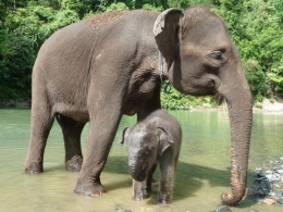 Bayi gajah bernama Eropa bersama induknya diadopsi oleh Uni Eropa dan dijadikan maskot. (foto: website Uni Eropa http://bit.ly/eu_mascots))