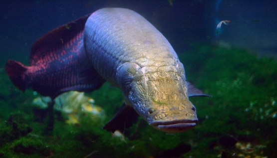 Ikan Arapaima/Pirarucu/Paiche. Sumber gambar: @MBARI_news