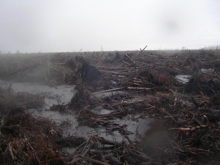 Hutan rebah tak berdaya, Sakitku. Foto. Yayasan Palung