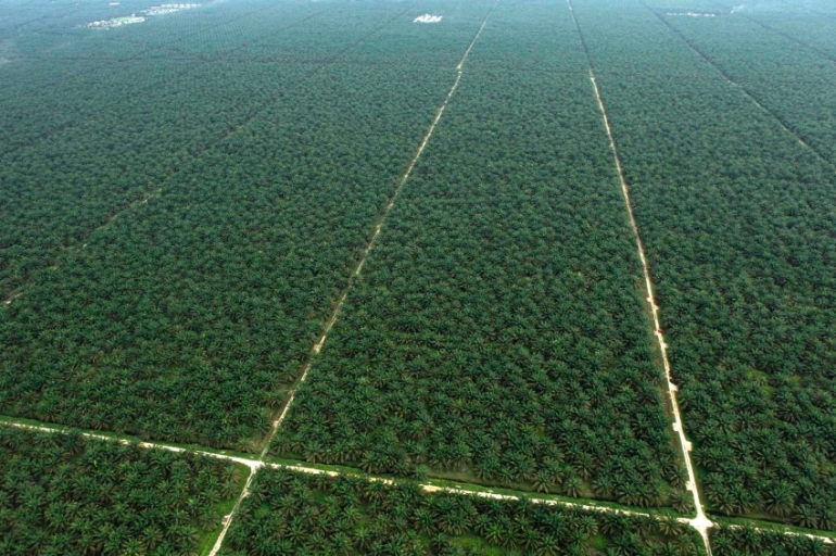 Salah satu perkebunan kelapa sawit di Indonesia: Photo: worldgeographyindonesia.files.wordpress.com