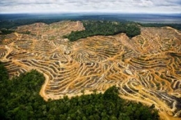 Deforestasi akibat perluasan lahan perkebunan sawit. Photo: Katie Valentine
