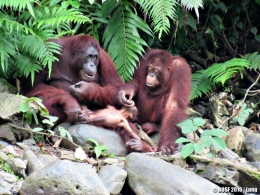 Yayang dan Louise, dua Orangutan Ibu dan anak di hutan Kehje Sewen, Kalimantan Utara. Sumber photo: http://orangutan.or.id
