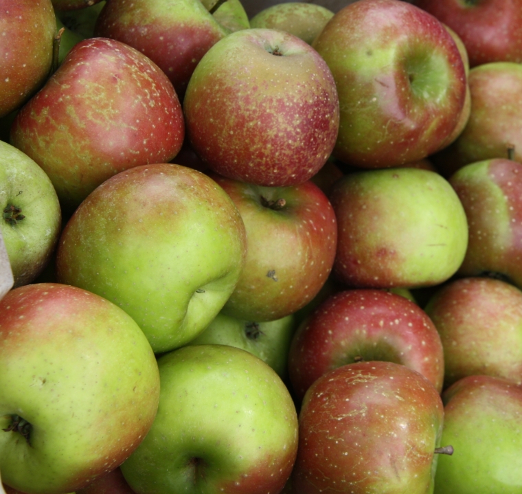 Daya Pikat Apel Batu Malang Halaman all - Kompasiana.com