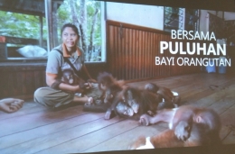 Saat ini, ada 400 orang pecinta satwa yang bekerja di BOS Foundation. Mereka dengan sepenuh hati merawat anak-anak orangutan dengan penuh kasih sayang. Upaya mereka ini patut kita apresiasi, sebagai bagian dari gerakan menyelamatkan hutan, yang dari tahun ke tahun luasnya dan kualitasnya terus tergerus. Foto: isson khairul