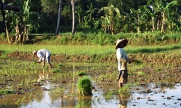 petani di laikang sudiang menanam padi beberapa waktu lalu (foto Imansyah Rukka)