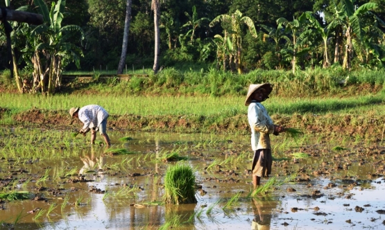 petani di laikang sudiang menanam padi beberapa waktu lalu (foto Imansyah Rukka)