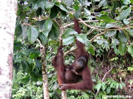 Orangutan betina bernama 'Yayang' bersama bayinya yang merasa nyaman dalam dekapan di perut. (Foto: Dok. BOSF)