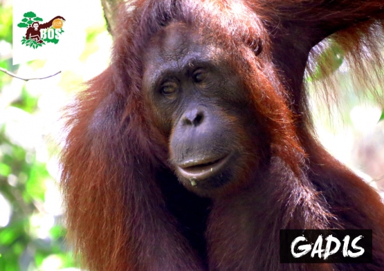 Orangutan bernama 'Gadis' yang sudah dilepasliarkan di Hutan Kehje Sewen - Kaltim, pada awal Juni 2016 kemarin. (Foto: Dok. BOSF)