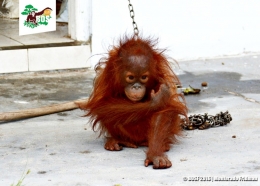 Kondisi orangutan bernama Kejora ketika pertama kali diselamatkan. (Foto: Dok. BOSF)