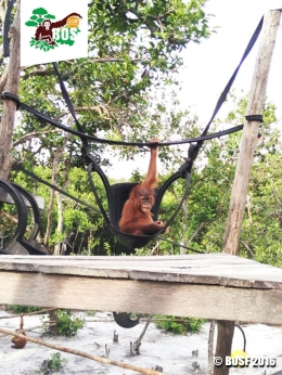 Seekor orangutan bernama Kejora tengah asyik berayun. (Foto: Dok. BOSF)