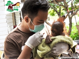 Bayi orangutan dalam dekapan seorang relawan. (Foto: Dok. BOSF)