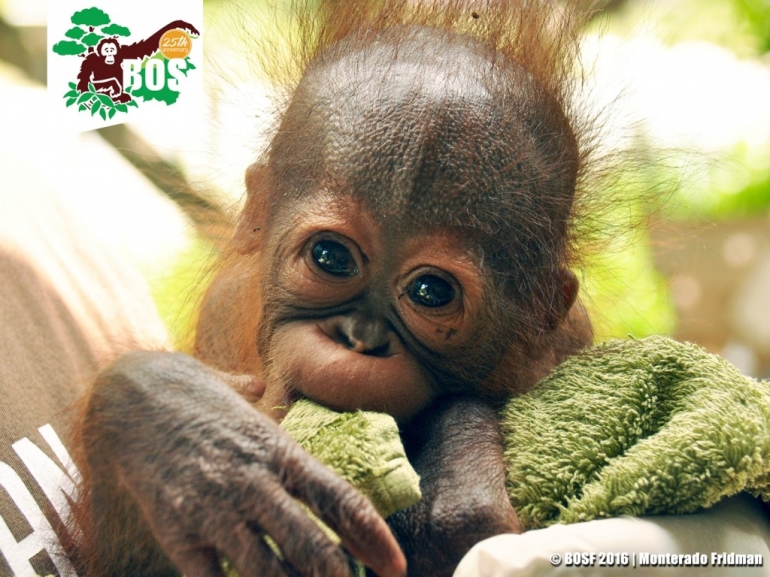 Seekor bayi orangutan yang berhasil diselamatkan BOSF dan menjalani masa rehabilitasi sebelum dilepasliarkan kembali ke hutan. (Foto: Borneo Orangutan Survival Foundation)
