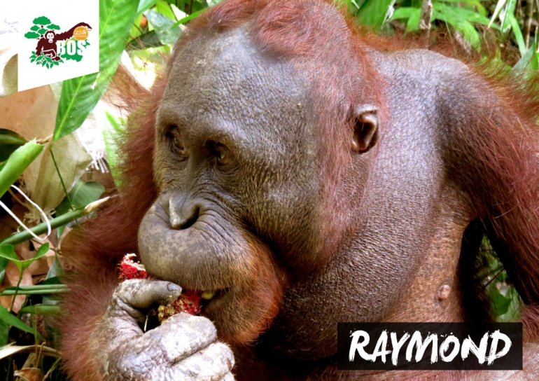 Orangutan bernama 'Raymond' sudah dilepasliarkan di Hutan Kehje Sewen - Kaltim, pada awal Juni 2016 kemarin. (Foto: Dok. BOSF)