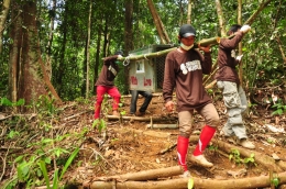 Sejumlah relawan melakukan program pelepasliaran orangutan di habitat aslinya, hutan lepas. (Foto: Dok. BOSF)