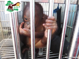 Seekor bayi orangutan menjalani masa program rehabilitasi sebelum dilepasliarkan kembali ke habitat aslinya di hutan. (Foto: Dok. BOSF)