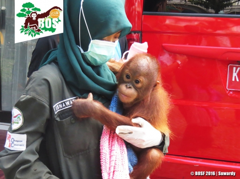Seorang relawan BOSF menggendong bayi orangutan. (Foto: Dok. BOSF)