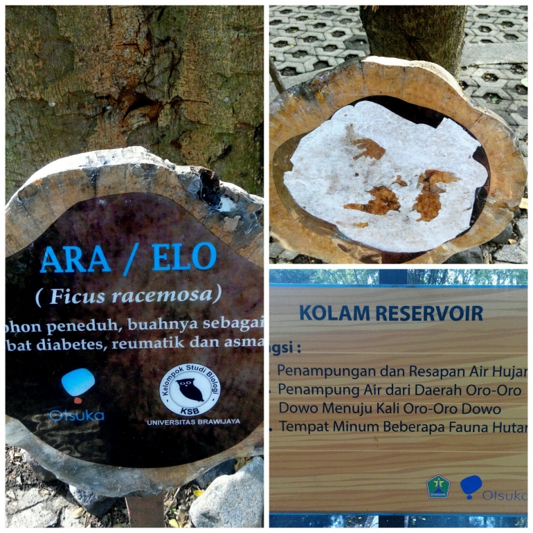 Papan nama tertancap di depan pohon, papan nama yang telah dirusak tangan jahil, manfaat kolam reservoir di Hutan Kota Malabar (dok pri)