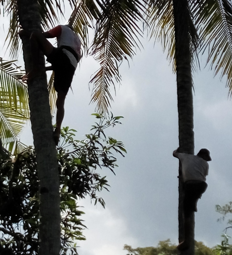 Mbah Subar dan temannya bersiap turun setelah semua kelapa tua berhasil dipetik/dokpri