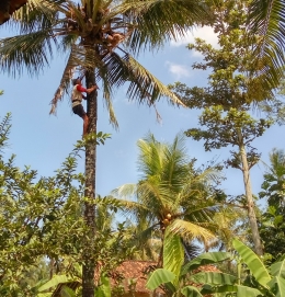 Mbah Subar memanjat pohon kelapa/dokpri