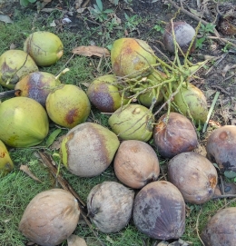beberapa kelapa tua yang sudah dipetik