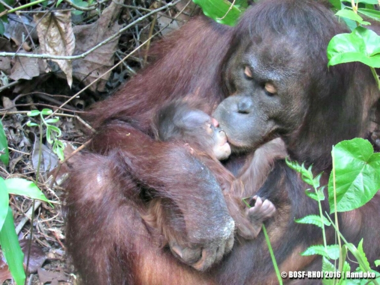 Lesan dan anaknya. Lesan melahirkan di hutan. Lesan merupakan salah satu orangutan hasil pelepasliaran kembali ke alam oleh BOS Foundation. Foto: BOS Foundation