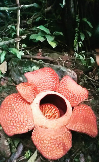Raflesia Arnoldi yang merupakan Bunga khas provinsi Bengkulu