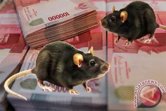 Tikus pengerat uang rakyat, terus bergelimpangan ditangkap. (dok.antaranews.com)