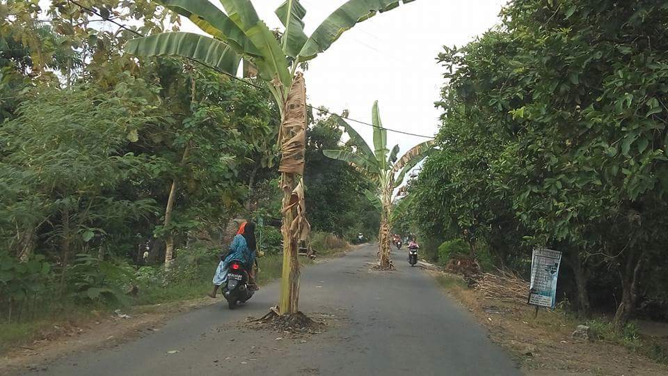 Pohon-pohon pusang di jalanan beraspal