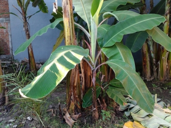 Tanaman Pisang Yang Menggoda Kompasiana Com Tanaman Pisang Yang Menggoda Kompasiana Com