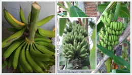 Gambar: Beberapa hasil panen pisang kami. (Koleksi pribadi)