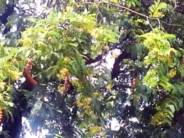 pohon asam sosial (foto: koleksi pribadi)