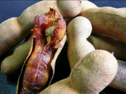 buah asam yang matang pohon (foto: resepmanisan.blogspot.com)