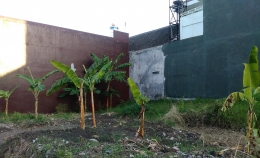 Gambar: Lahan terlantar yang kami tanami pisang. (Koleksi pribadi)