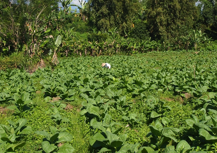Ladang tembakau, tempat tumbuh subur rumput untuk ramban (Dok pribadi)
