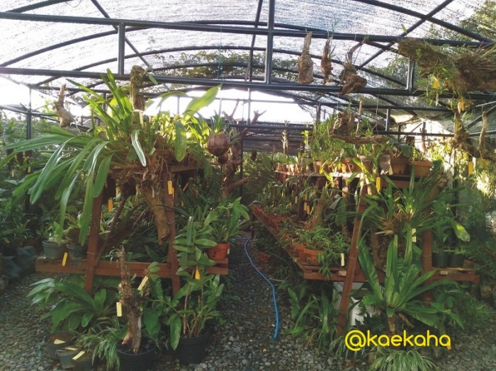 Kebun Raya Banua Angin Segar Baru untuk Pelestarian Flora Kebun Raya Banua Angin Segar Baru untuk Pelestarian Flora