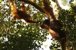 Orangutan, ibu dan bayi bercanda di Gunung Palung. Foto dok. Yayasan Palung dan Tim Laman.