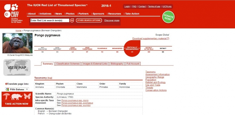 Status Orangutan Kalimantan masuk Daftar merah/ red list. Foto data dok. IUCN 2016.