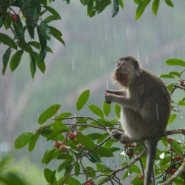 Monyet memiliki ekor yang cukup panjang. Foto dok. Tim Laman dan Yayasan Palung