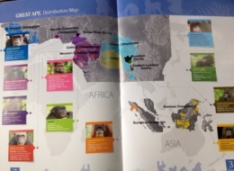 Peta sebaran empat kera besar di dunia capture dari majalah great apes survival. Foto dok.Yayasan Palung